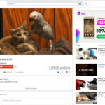 Geležinė kantrybė: papūga, iš proto išvesianti net kantriausią