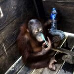 Ketverių metų orangutangas, vardu Kotap, pusę savo gyvenimo praleidęs medinėje, vos dešimties pėdų dydžio dėžėje, pagaliau, pajunta gaivaus oro gūsį.
