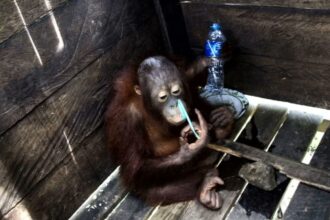Ketverių metų orangutangas, vardu Kotap, pusę savo gyvenimo praleidęs medinėje, vos dešimties pėdų dydžio dėžėje, pagaliau, pajunta gaivaus oro gūsį.