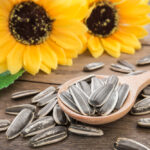 Daugelio nuomone, krimsti saulėgrąžų sėklas – arba nekalta pramoga, arba prastos manieros, jei tai daroma viešumoje. Tačiau saulėgrąžos būti ir vaistu.