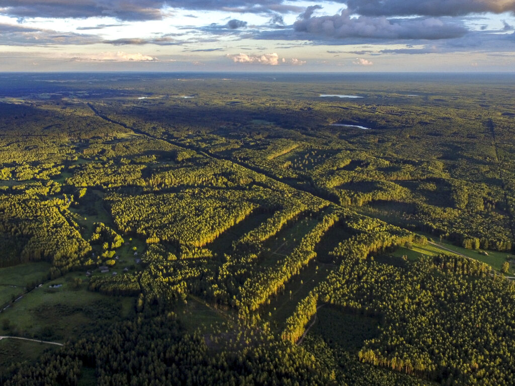 Dar prieš kelis šimtmečius Lietuvos miškai atrodė kiek kitaip – juose knibždėte knibždėjo gyvūnų, kuriuos dabar dažniau išvysi nelaisvėje.