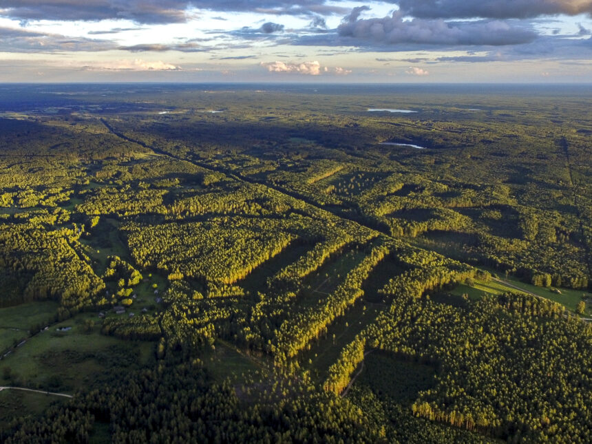 Dar prieš kelis šimtmečius Lietuvos miškai atrodė kiek kitaip – juose knibždėte knibždėjo gyvūnų, kuriuos dabar dažniau išvysi nelaisvėje.
