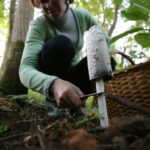 Vieni grybautojai tempia pilnas pintines baravykų, kiti stebisi nieko nerandantys, bet vis tiek neatsisako šios medžioklės malonumų.