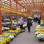 Artėjant Vėlinėms, turguose, prekybos centruose ir kapinėse pradeda mirgėti įvairiaspalvės chrizantemos. Gėlės užsienyje, skirtingai nei pas mus, nelaikomos kapų puošmena, o dovanojamos džiaugsmingomis progomis.