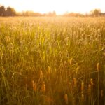 Prasidėjus pasėlių deklaravimui vis dažniau susiduriama su problema, kai valdos duomenys nesutampa su deklaruojamų plotų duomenimis. „Žodinės žemės nuomos sutartys – tai plačiai paplitusi praktika, tačiau ūkininkas visuomet rizikuoja.