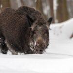 Šių metų simbolis Lietuvoje augintas jau žiloje senovėje, tačiau kiaulės vertės suvokimas nė iš tolo neprilygo pagarbai, kurią lietuviai visada jautė jų artimiausiems giminaičiams.