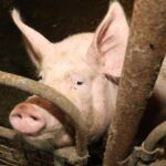 38 kartai – tiek išaugo afrikinio kiaulių maro (AKM) atvejų Lietuvoje, praėjusių metų rezultatus lyginant su 2014-ųjų, kai šalyje užfiksuotas pirmasis ligos protrūkis.