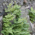 Nuo seno tikima trumpiausią metų naktį esant kupiną paslapčių. Viena jų – stebuklingasis Joninių, arba Rasų, paparčio žiedas, radusiajam žadantis labai daug.