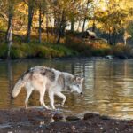 Iš Lietuvos miškuose dar likusių plėšrūnų nė vienas pastaraisiais metais nėra taip aptarinėjamas, keikiamas ir ginamas, kaip vilkas. Apie tai, kuo šis žvėris nusipelnė tokio dėmesio, kalbėjomės su gamtininku Selemonu PALTANAVIČIUMI.