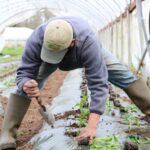 Daržovių augintojai pastaraisiais metais susiduria su gamtos primestais iššūkiais, o šį, naujojo derliaus sezoną dar jaukia ir pandemija.