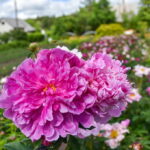 P. ŽIDONIO nuotraukos