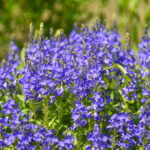 P. ŽIDONIO nuotraukos