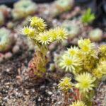 P. ŽIDONIO nuotraukos