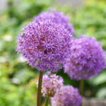 P. ŽIDONIO nuotraukos