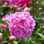 P. ŽIDONIO nuotraukos