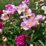 P. ŽIDONIO nuotraukos