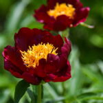 P. ŽIDONIO nuotraukos