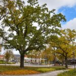 Panevėžiui keičiantis, jame daugėja želdynų. Sodinami ne tik tradiciniai, miestui būdingi augalai, bet ir gerokai dekoratyvesni, niekada anksčiau Aukštaitijos sostinėje neaugę.