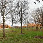 Kirsti ar išsaugoti senus medžius – tokia dilema dažnai įžiebia audringas diskusijas tarp gamtos mylėtojų ir tų, kurie dėl miesto infrastruktūros pokyčių sutiktų paaukoti želdinius.