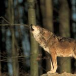 Panevėžio rajone ne vienas ūkininkas jau patyrė tą siaubą, kai ganyklose randa vilkų išpjautą bandą. Visgi šalyje atliktas tyrimas atskleidė, kad maždaug trečdaliu tokių atvejų būdavo kalti šunys.