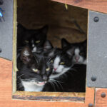 Benamės katės tapo nesantaikos kirviu tarp kaimynų Algirdo gatvėje. Vieni gailestingai jas maitina, kiti gi piktinasi, jog šios už tokią meilę jų automobilius paverčia savo tualetais.