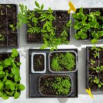 Sėklų daigumas priklauso ne tik nuo laikymo sąlygų ir trukmės, bet ir nuo kultūros. Kaip rodo paleobotanikų patirtis, iš amžinajame įšale randamų kai kurių augalų sėklų įmanoma išauginti daigus net ir praėjus tūkstančiui metų.