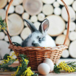 Paprotys Velykoms marginti kiaušinius būdingas ne tik katalikams. Tad spėjimų, iš kur jis atsirado bei kokia jo simbolinė reikšmė, daugybė – visų neaprašysime. Tačiau populiariausias galime.