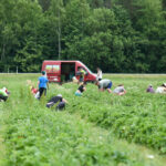 Artėjančios vasaros atostogos – ne tik galimybė jaunuoliams pailsėti nuo mokslų, bet ir užsidirbti. Tiek miesto, tiek ir rajono savivaldybės imasi tarpininko vaidmens jauniems žmonėms ir darbdaviams atrasti vienas kitą. Jos pasiryžusios padengti dalį tokių laikinų darbuotojų atlyginimo.