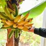 Berčiūnų kaime gyvenanti Vaičiulėnų šeima jau trečią kartą gardžiuosis pačių užaugintais bananais. Įspūdingas augalas šiemet užmezgė kaip niekada daug saldžių ir kvapnių vaisių.