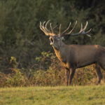 Miškai pilni žmonių ne tik prisirpus uogoms ar dygstant grybams. Ankstyvas pavasaris – didysis ragų ieškojimo metas.