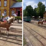 Vaizdas, kaip Lietuvos sunkieji arkliai įkinkyti tempia siauruko traukinio vagonus, ne vienam tradicinės šventės „Bėk bėk, žirgeli!“ Anykščiuose dalyviui sukėlė pasibaisėjimą.