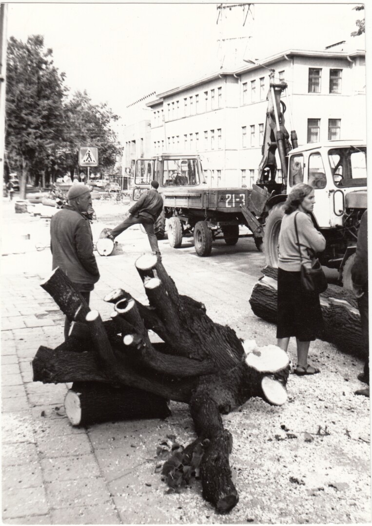 1988-ųjų rugsėjį dabartine J. Balčikonio gimnazija masiškai kertamos liepos – neva Respublikos gatvei platinti – sukėlė didžiulį miestiečių pasipiktinimą ir protestus. PANEVĖŽIO KRAŠTOTYROS MUZIEJAUS (S. Vaičelio) nuotr.