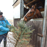 Po švenčių nupuošę eglutes panevėžiečiai su jomis jau skuba į žirgynus. Spygliuočiai šiems – skanus delikatesas ir smagus žaislas.